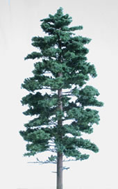 Pin blanc (Pinus strobus)