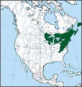 Carte de distribution du pin blanc en Amérique du Nord