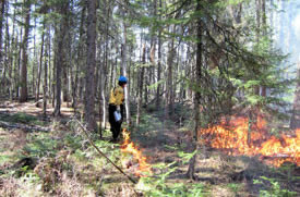 Brûlages dirigés pour la régénération
du pin blanc. 
