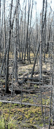 Débris ligneux dans la forêt boréale.