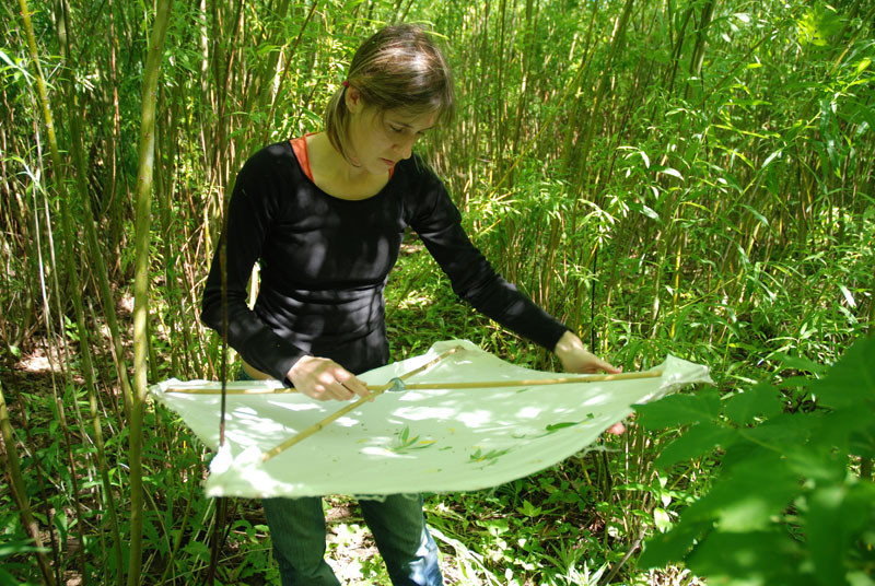 Josée Doyon échantillonne par battage les insectes présents dans une plantation
