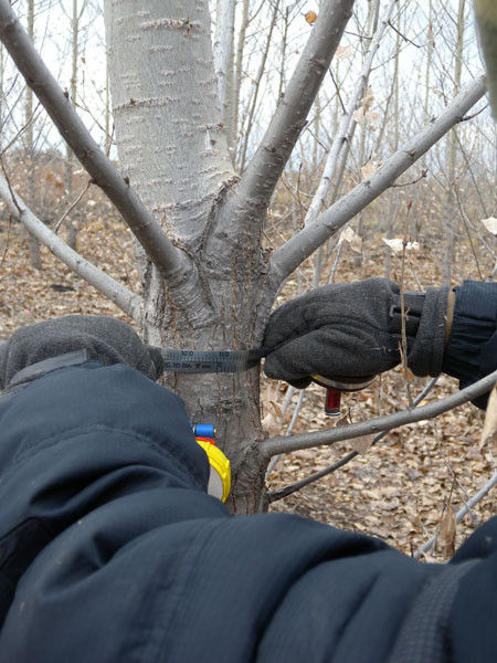 Measuring trees and validating SRWC yield opportunities