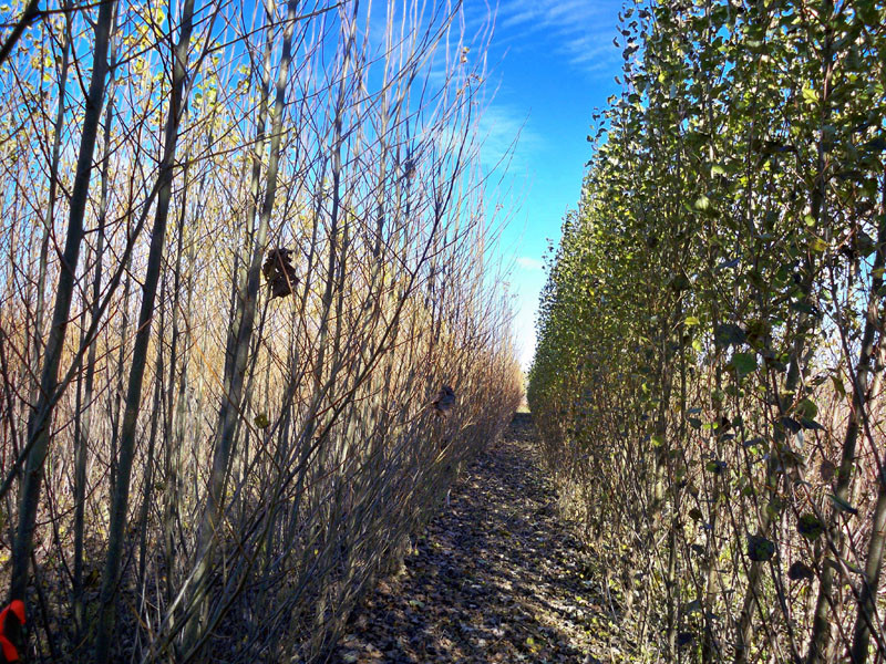 A 3-year-old concentrated hybrid poplar plantation