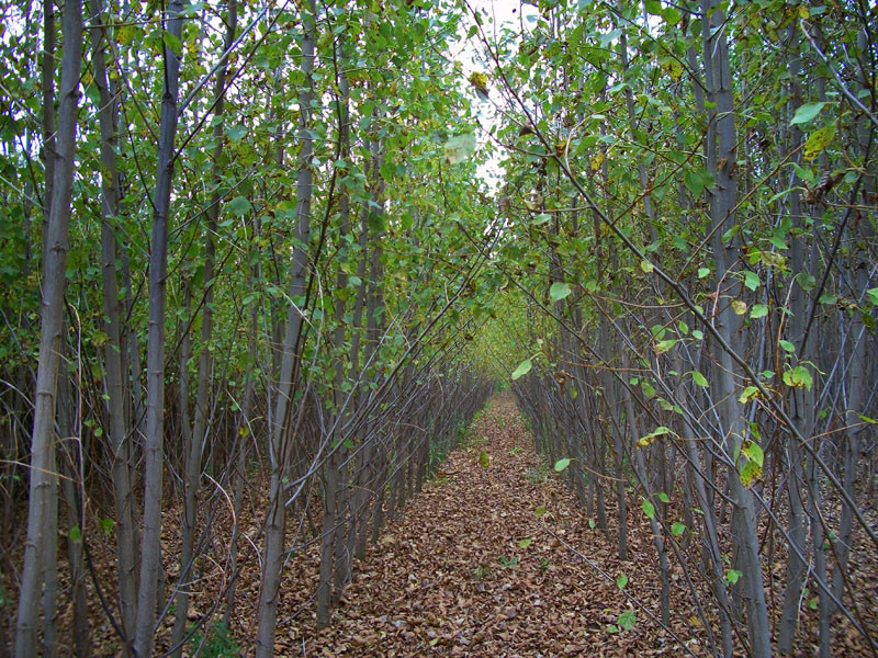 A 3-year-old concentrated hybrid poplar plantation