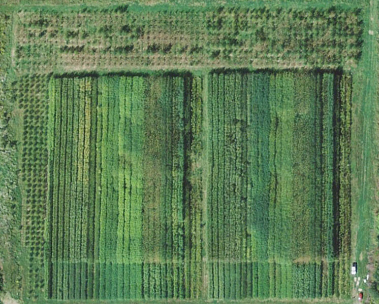 Aerial view of a 3-year-old concentrated hybrid willow plantation