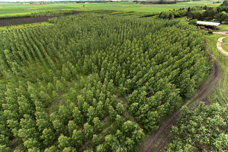 6-year-old high yield afforestation plantation of hybrid poplar