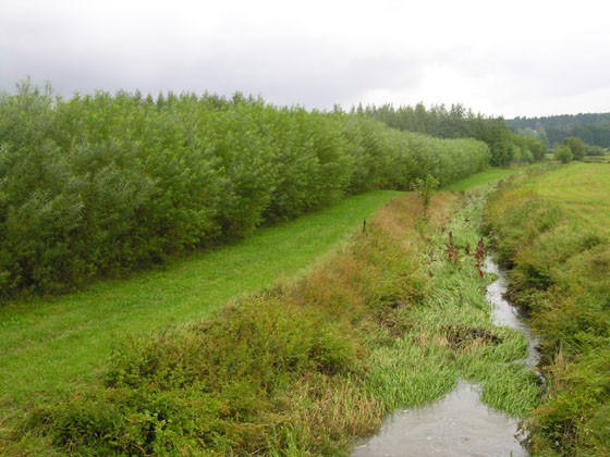 Willow riparian buffer planted adjacent to water drainage channel.