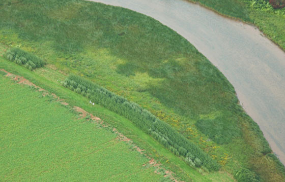 Aerial view of willow riparian buffer project in Prince Edward Island.