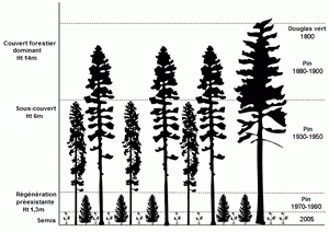 Schéma de la structure de peuplements équiennes dans le sud de la région intérieure de la Colombie-Britannique. Pour chaque couche, nous montrons les espèces dominantes et la date d’établissement du peuplement, fondée sur l’analyse des anneaux de croissance (le diagramme n’est pas à l’échelle).