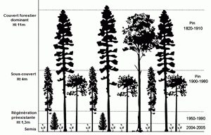 Schéma de la structure de peuplements inéquiennes dans le Centre de la région intérieure de la Colombie-Britannique. Pour chaque couche, nous montrons les espèces dominantes et la date d’établissement du peuplement, fondée sur l’analyse des anneaux de croissance (le diagramme n’est pas à l’échelle).