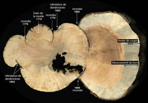 Les arbres conservent des traces des perturbations ayant affecté la couverture forestière par le passé. Ce pin tordu latifolié de 290 ans a survécu à des feux de forêt qui sont survenus en 1776 et en 1869. Il a été attaqué par le dendroctone du pin ponderosa en 1842 et il a finalement succombé à l'infestation de DPP en 2005.