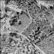 Partie d'une image IKONOS panchromatique d'hiver montrant les faîtes d'arbres détectés (points noirs) au site Hudson avec la neige partiellement masquée (gris uniforme)