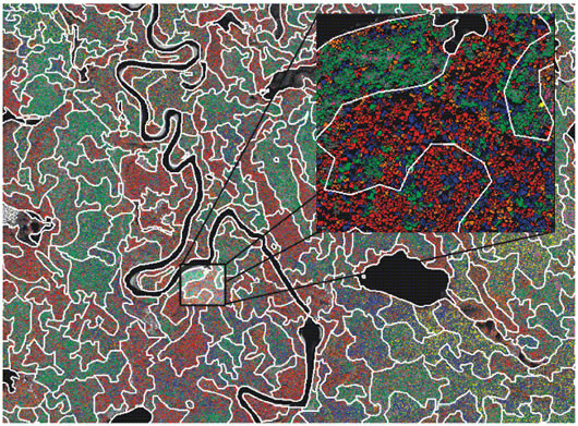 Résultats de la classification en espèces et d'un regroupement en peuplements forestiers des cimes individuelles et des îlots d'arbres restants surimposés sur l'image IKONOS panchromatique (1 m/pixel) pour une partie d'une zone de 10 000 ha (11.7 x 8.6 km2) de la région du Lac à l'ours au Québec qui fut analysée avec le logiciel ITC. 