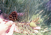 Photo des cônes de pin rigide