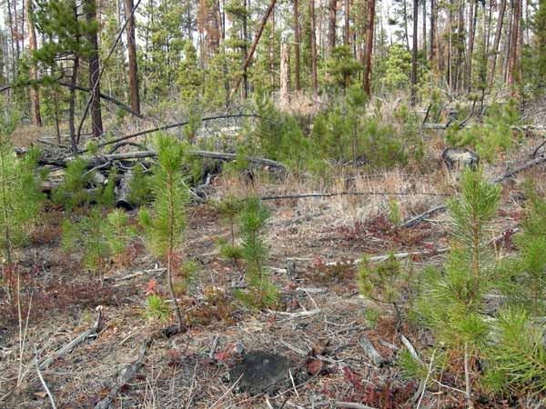  Figure 9.  Semis établis en réponse à la luminosité accrue au sol après la mort des arbres du couvert forestier attaqués par le dendroctone du pin ponderosa, dans la région du plateau Chilcotin en Colombie-Britannique.