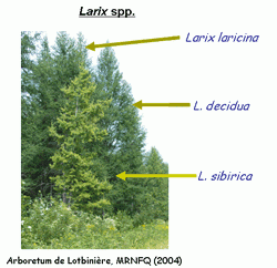 Plantation de mélèzes (Larix spp.) dans la région de la <br>Baie des Chaleurs en Gaspésie, au Québec