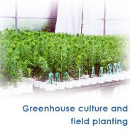 Greenhouse culture and field planting