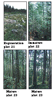 Photos des sites de quatre types d'âge de forêts où se sont déroulées les études intensives pour la chronoséquence de Koksilah