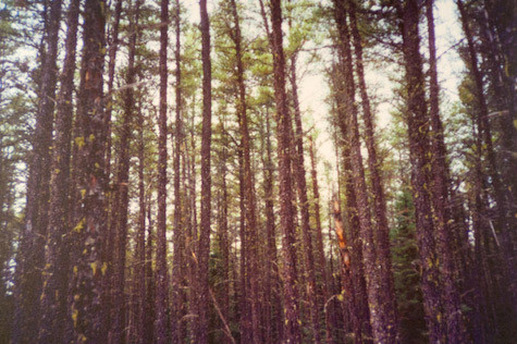 Peuplement de pin gris de 70 ans, issu d’un incendie