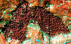 (a) Photographie aérienne infrarouge couleur (1:19 000) de la région du China Creek, sur l'île de Vancouver en Colombie-Britanique, Canada, numérisée à une résolution spatiale approximative de 60 cm/pixel. Cliquez pour voir une plus grande version [86 ko GIF]