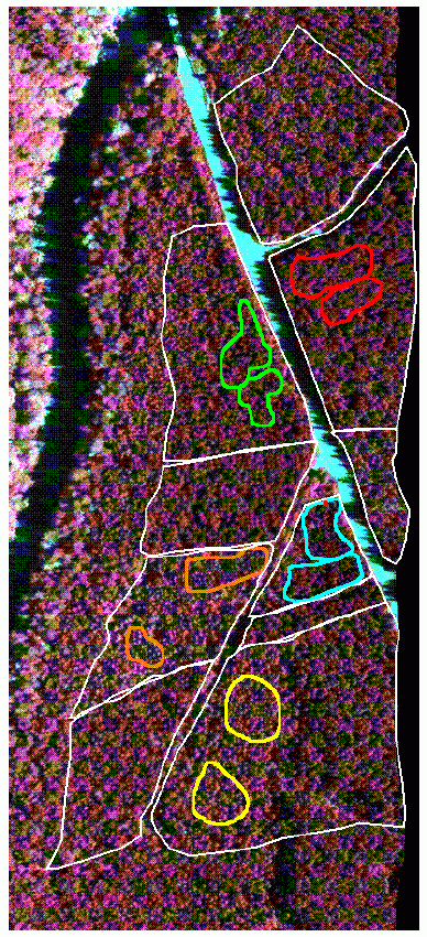 Fig. a - Vue infrarouge couleur d'une section d'une image Casi (60 cm/pixel)  de la zone d'essai d'espèces forestières du lac Nahmint située dans la forêt centrale de l'île de Vancouver, Colombie-Britanique, Canada. Les zones délinéées en blanc correspondent aux peuplements jugés uniformes par un forestier. Les zones échantillons d'entraînement et de vérification utilisées  lors de la classification furent tracées dans des zones reconnues comme étant homogènes.  Les espèces considérées et leur couleur respective sont: le sapin de Douglas (Douglas vert, Pseudotsuga menziesii) en rouge, le sapin grandissime (Abies grandis) en vert, le sapin gracieux (Abies amabilis) en bleu,  le thuya géant (Thuja plicata) en orange, et la pruche de l'Ouest (Tsuga heterophylla) en jaune.