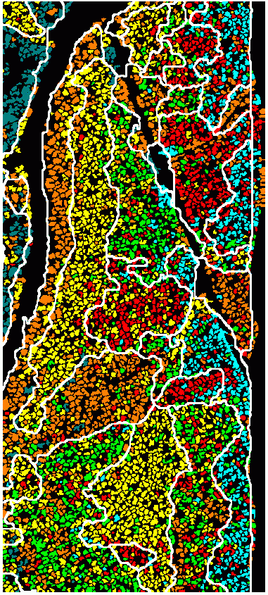 Fig. b - Classification des couronnes d'arbres de la figure 3 (utilisant les mêmes couleurs) et délinéation des peuplements forestiers générée par l'ordinateur. 
 