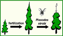 Nos travaux indiquent que les pins à croissance rapide, tels que ceux produits par fertilisation, sont plus sensibles aux attaques du Charançon que leurs congénères non fertilisés.