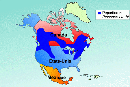 Distribution du P. strobi en Amerique du Nord